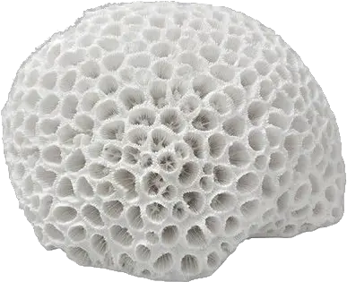 Brain Coral Png U0026 Free Coralpng Transparent Images Sponge Coral Transparent