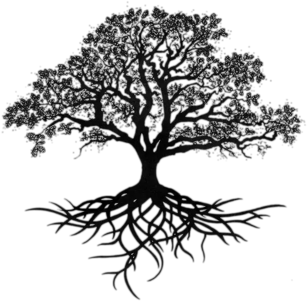 Tree With Long Roots Transparent Png Oak Tree Tattoo Live Oak Png