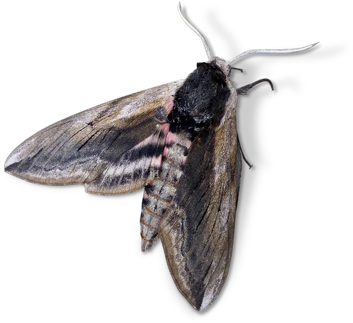 Search Results Of Pngpsd Andor Jpeg Images Snipstock Transparent Moth Png Moth Png