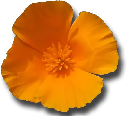 California Poppy Flower Essence Californian Poppy Flower Png Poppy Png