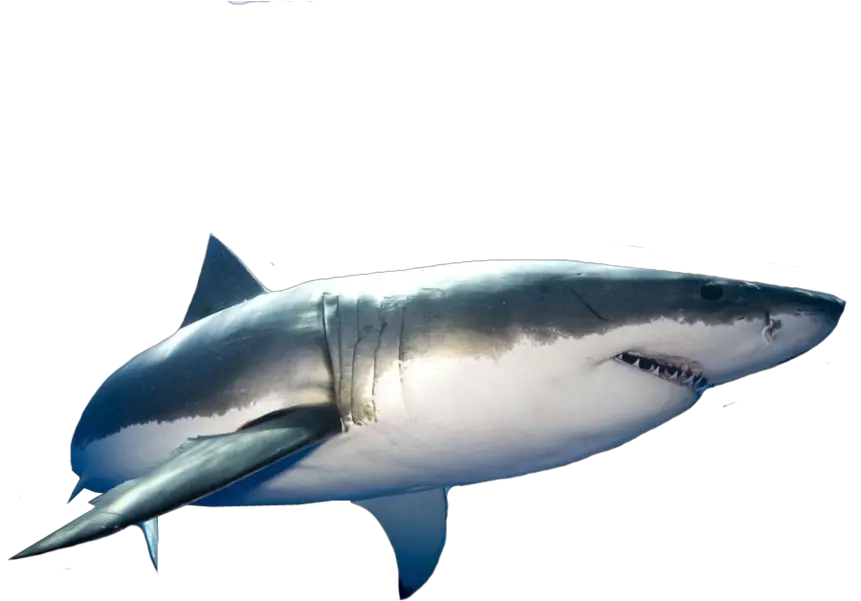 Great White Shark Png Transparent Great White Shark Psd Great White Shark Png