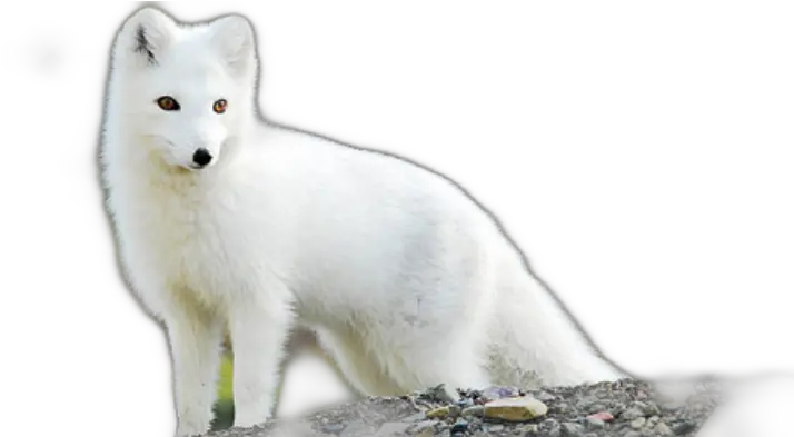 Download Arctic Fox Arctic Fox Png Arctic Fox Png