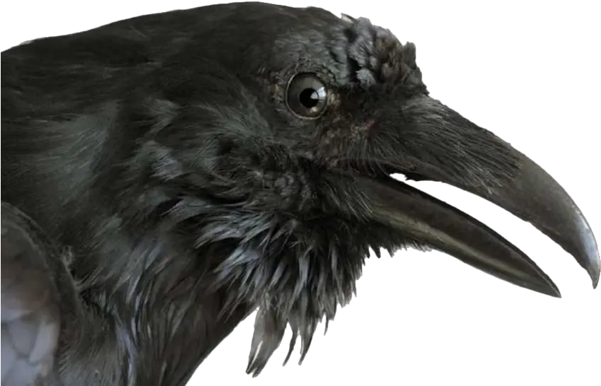 Raven Transparent Images Png Mart Raven Bird Head Raven Transparent Background