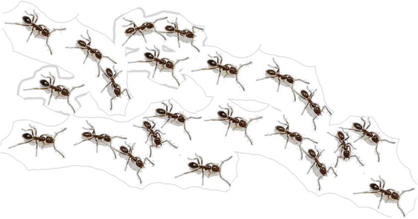 Ant Png With Group Yourpng Transparent Background Ants Transparent Group Png