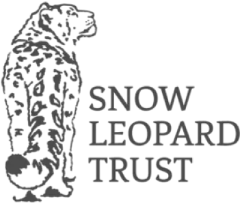 Snow Leopard Trust Green America Snow Leopard Conservation Efforts Png Snow Leopard Png