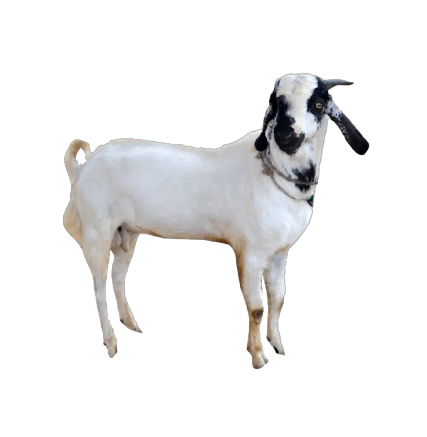 White Goat Black Face Png Transparent Indian Goat With White Background Cow Face Png