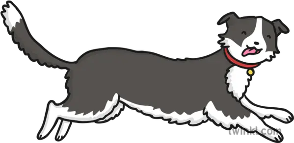 Running Border Collie Dog Illustration Twinkl Dogs Png Border Collie Png
