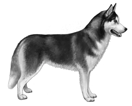 Download Hd Siberian Husky Bu0026w Siberian Husky Sakhalin Husky Png Husky Png