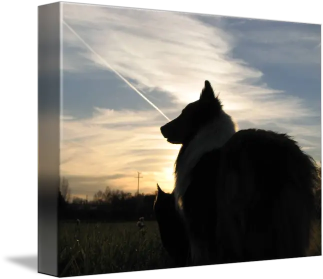 Sheltie And Cat Silhouette By Veronica Dowling Northern Breed Group Png Cat Silhouette Transparent