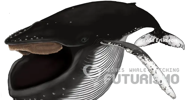 Download Azores Whale Watching Futurismo Blue Whale Full Humpback Whale Png Blue Whale Png