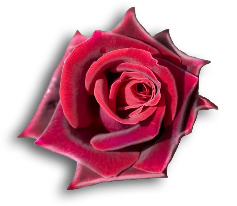 Download Rojo Rosas Rojas Flores Hermosas Red Black Roses Transparent Background Png Rosas Rojas Png