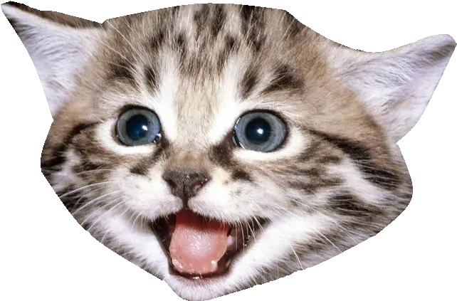 Kitten Cat Cat Face Transparent Background Png Cat Face Transparent Background