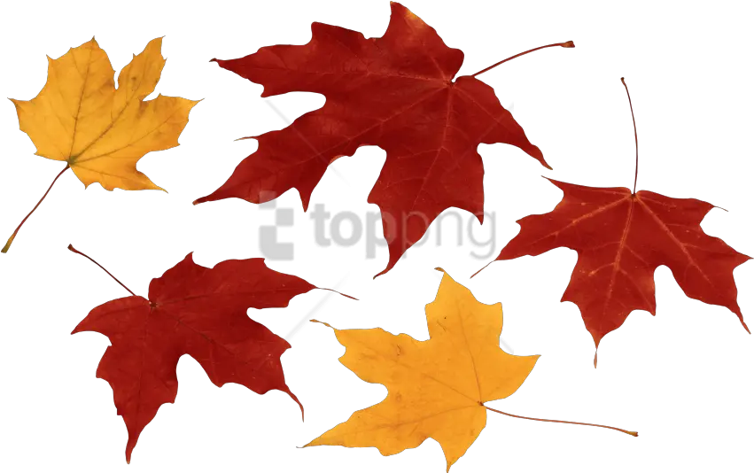 Free Png Download Autumn Leaf Clipart Photo Fall Autumn Leaves Png Fall Leaves Clipart Png