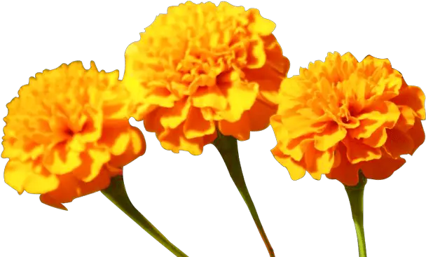 Marigold Flowers 1000 Free Download Vector Image Png Yellow