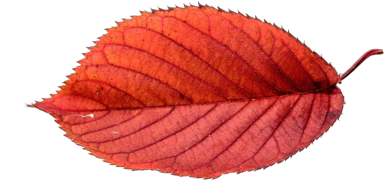 Elmo Png Autumn Leaves Leaf Png Transparent Fall Autumn Leaves Real Autumn Leaf Png