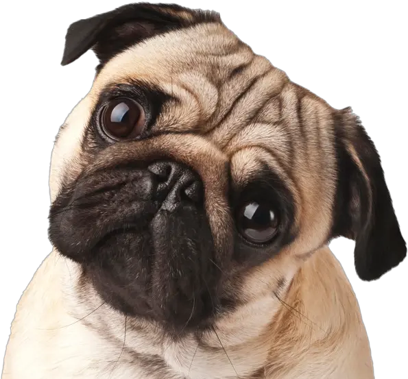 Pug Png Transparent Hd Photo Pug Mask Covid Pug Transparent