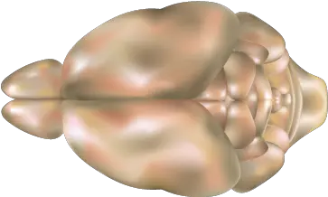 Mouse Brain Top View Brain Mouse Png Top View Png