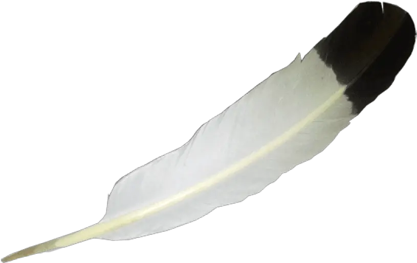 Png Background Eagle Feather White Background Feather Transparent Background