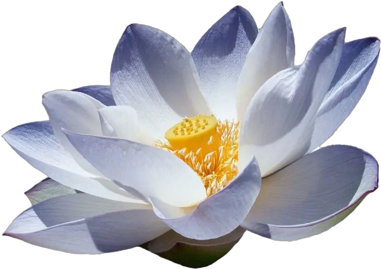Lotus Flower Png Picture Blue Lotus Flowers Png Lotus Flower Png
