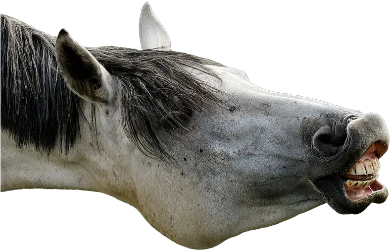 Funny Horse Png 6 Image Funny Horse Transparent Funny Png Images