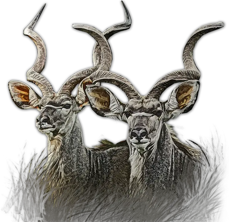 Kudu Buck Wildlife Free Image On Pixabay Kudu Png Buck Png