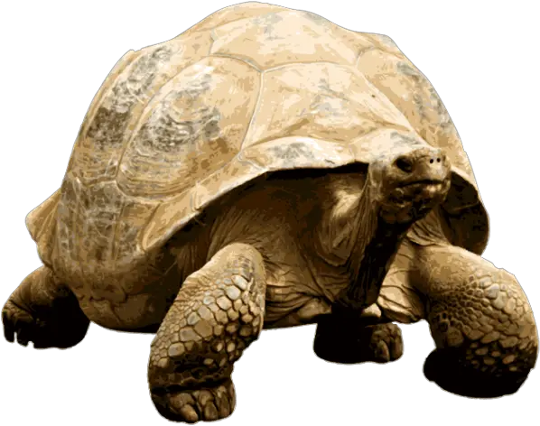 Giant Tortoise Transparent Png Tortoise Transparent Background Tortoise Png