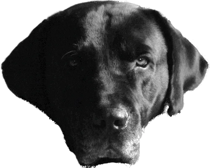 Black Black Dog Head Png Dog Head Png