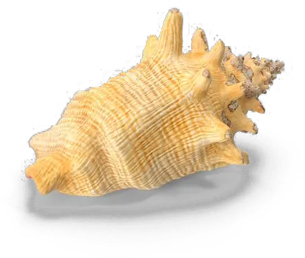 Conch Shell Transparent Background Png Play Conch Shell Png