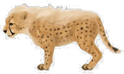 Download Baby Jaguar Png Image Cheetah Drawing Small Jaguar Png