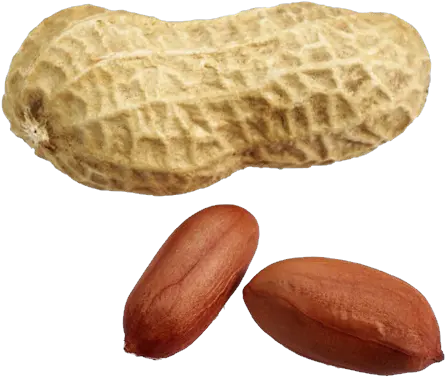 Png Peanut Peanut Picture Png Peanut Transparent