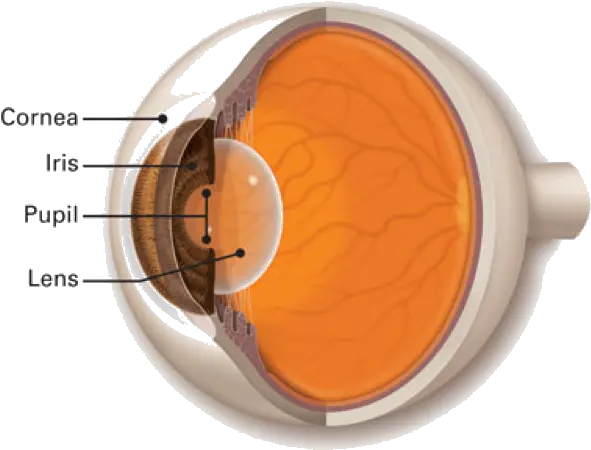 What Is Cornea Lens Of The Eye Png Eye Transparent