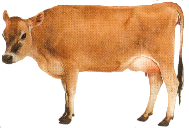 Png Red Cow Transparent Background Cow Transparent