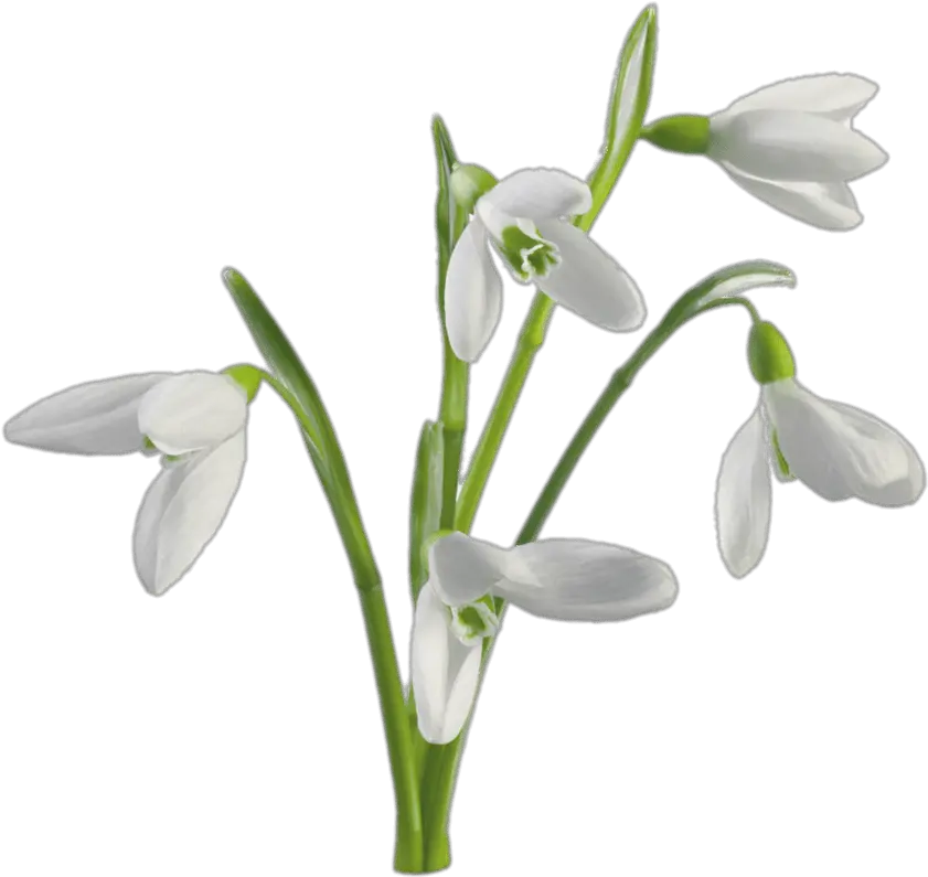 Multiple Snowdrops Flowers Transparent Png Stickpng Snowdrop Flower Png Flowers With Transparent Background