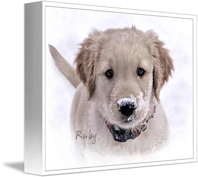 Golden Retriever Puppy Ruby By Sherry Wargo Golden Retriever Png Golden Retriever Transparent