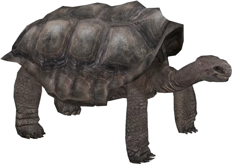 Download Pinta Island Tortoise Pinta Island Tortoise Png Galápagos Tortoise Tortoise Png