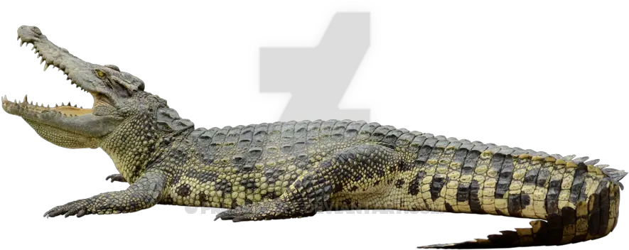 Transparent Alligator Png Crocodile Transparent Background Alligator Transparent Background