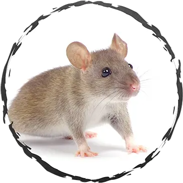 Exodus Exterminating Live Mouse Png Mouse Rodent Icon