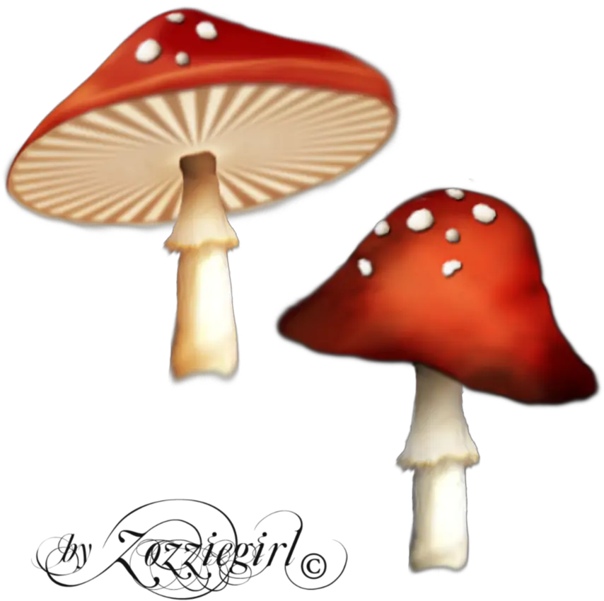 Poisonous Red Mushroom Png 42873 Free Icons And Png Enchanted Mushroom Png Mushroom Png