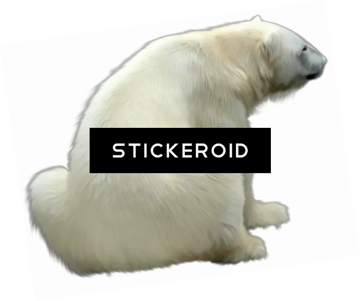 Download Polar White Bear Polar Bear Png Image With No Polar Bear Polar Bear Png