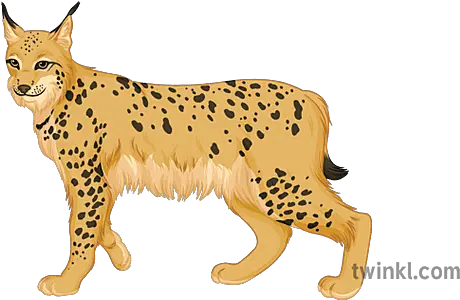 Lynx Pshe Daily Debate Wild Animals Big Cat Secondary Animal Figure Png Lynx Icon