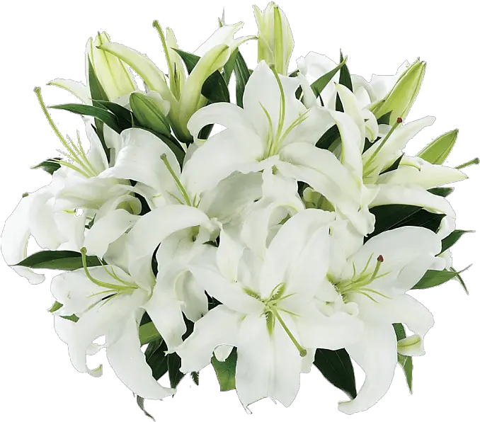 Tight Bouquet Of Lilies Transparent Png White Flower Bouquet Png Lily Transparent Background