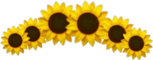 Aesthetic Sunflower Png High Quality Image Png Arts Aesthetic Sunflower Png Sunflowers Transparent Background