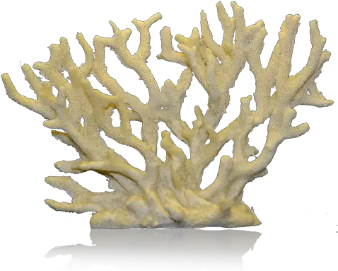Corals Png 1 Image Staghorn Coral Png Coral Png