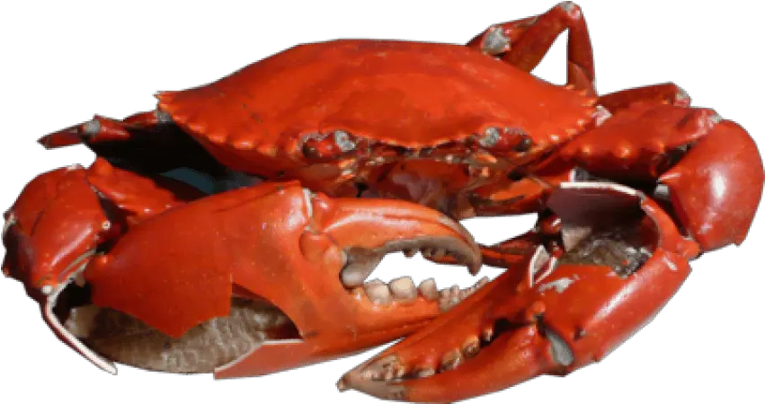 Download Free Png Crab Images Transparent Crab Png Png Crabs Png Crab Transparent Background