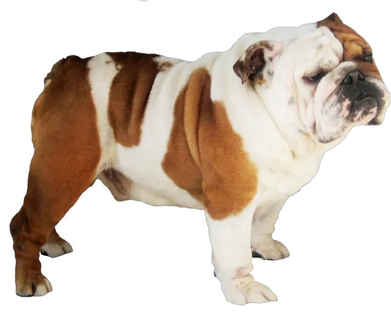 Dog Png Image Dogs Puppy Pictures Free Download English Bulldog Transparent Background Dog Png Transparent