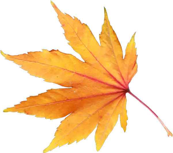 Download Autumn Png Leaf Hq Image Transparent Background Autumn Leaf Png Autumn Leaves Png