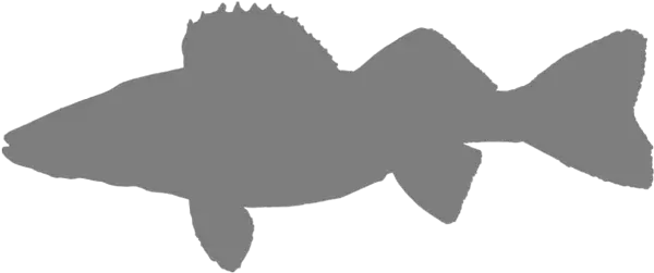 Walleye Fish Silhouette Png Image With Walleye Silhouette Fish Silhouette Png