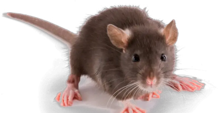 Rat Many Toes Does A Rat Have Rat Transparent Background