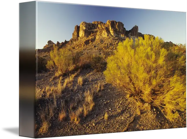 New Mexico Rocky Plateau And Desert Plant In Afte By Design Pics Shrubland Png Desert Plant Png