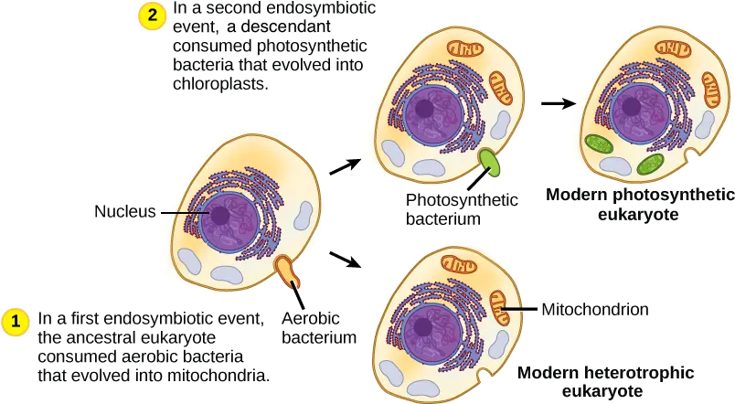 Mitochondria And Chloroplasts Article Khan Academy Endosymbiotic Theory Timeline Png Mitochondria Png
